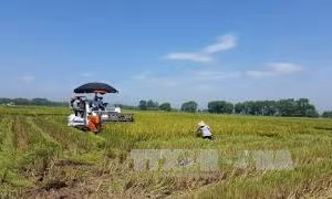 Sản xuất cánh đồng lúa lớn bằng cơ giới đồng bộ cho lợi nhuận cao