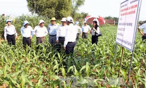 Kĩ thuật trồng ngô lai