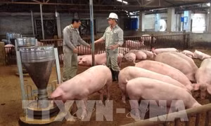 Đồng Tháp cơ cấu lại thời hạn trả nợ cho người chăn nuôi lợn