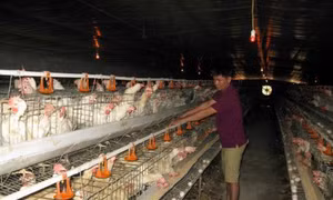 Hiệu quả từ ứng dụng chăn nuôi công nghệ cao ở Tiền Giang