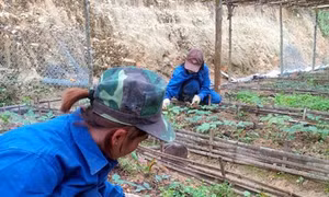 Đánh thức kho dược liệu Tả Phìn Hồ