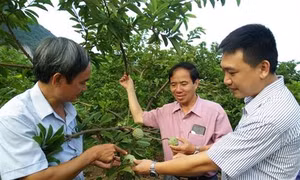 Thái Bình liên kết sản xuất, phát triển nông sản sạch