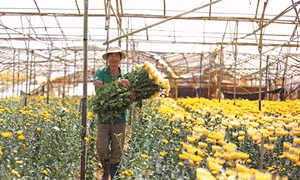 Sắc xuân ở làng hoa Hà Đông