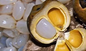 Hạt đác - đặc sản Nha Trang