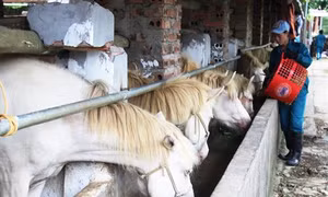 Phát huy hiệu quả mô hình chăn nuôi động vật bản địa tại Phú Lương