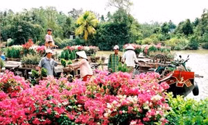 Khai thác tiềm năng xứ dừa, đưa du lịch thành ngành kinh tế mũi nhọn của Bến Tre