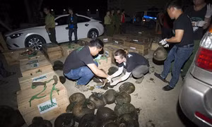 Hơn 500 kg tê tê Java được cứu hộ