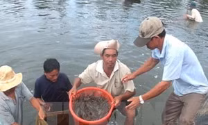 Kiên Giang: Nhiều giải pháp nuôi tôm an toàn và hiệu quả