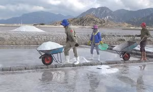 Giá muối tăng mạnh ở Ninh Thuận