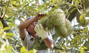 Tiền Giang: Giá một số loại trái cây đang tăng mạnh