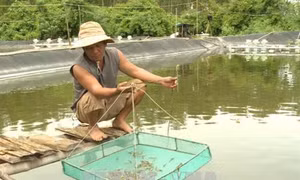 Nhiều mô hình chăn nuôi hiệu quả, hướng tới sản phẩm siêu sạch ở Quảng Ngãi