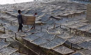 Phát triển nghề làm cá cơm ở xã đảo Thổ Châu