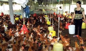 Gà đồi Phú Bình trở thành thương hiệu mạnh