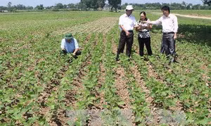 Kinh nghiệm trồng đậu tương trên đất ướt