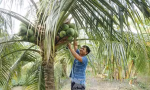 Hướng dẫn canh tác dừa uống nước đạt hiệu quả cao
