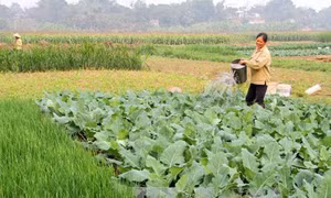 Ứng dụng tiến bộ kỹ thuật trong sản xuất vụ Đông