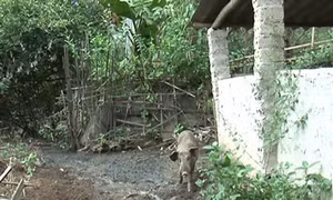 Kon Tum: Chăn nuôi tự phát gây ô nhiễm môi trường