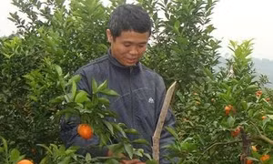 Anh Nông Văn Lâm làm giàu từ trồng cây ăn quả trên đất đồi núi