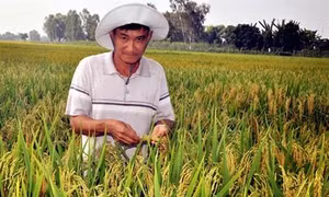 Hiệu quả mô hình liên kết sản xuất lúa nếp tại Bình Thuận