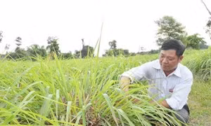 Cây sả góp phần đổi thay vùng đất cằn