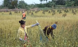 Đồng Tháp tuyển chọn 2 giống vừng tránh hạn