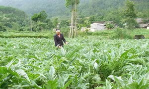 Trồng cây dược liệu, hướng xóa đói giảm nghèo của phụ nữ vùng sâu vùng xa