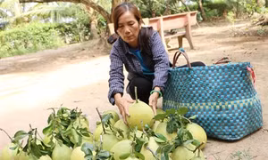 Sóc Trăng: Bưởi đón Tết Nguyên đán giá cao, nhà vườn phấn khởi