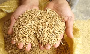 Gạo Séng Cù - tinh hoa núi rừng Tây Bắc