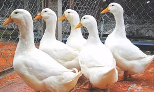 Kỹ thuật nuôi vịt trên cạn