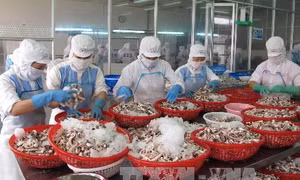 Hải sản Việt Nam nỗ lực trở lại “thẻ xanh” ở thị trường EU