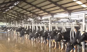 Vinamilk đứng đầu Top 10 công ty uy tín ngành thực phẩm - đồ uống năm 2017