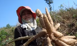 Gia Lai: Sắn rớt giá, nông dân khốn đốn