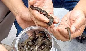 Không để người dân nhân nuôi giống đỉa