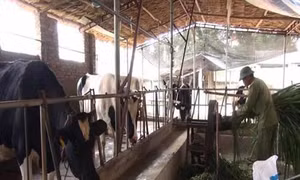 Thủ tướng Chính phủ giao kế hoạch thực hiện các mục tiêu Quốc gia