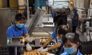 Thành phố Hồ Chí Minh triển khai đề án truy xuất nguồn gốc thịt gia cầm và trứng
