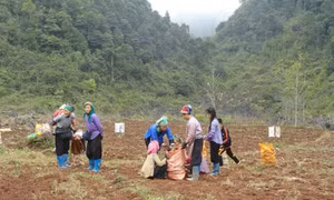 Hướng mới cho sản xuất và xuất khẩu gừng Cao Bằng