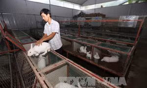 Hướng dẫn kỹ thuật nuôi thỏ thịt
