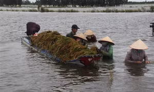 Long An thực hiện nhiều giải pháp ứng phó giảm thiệt hại sản xuất nông nghiệp do biến đổi khí hậu