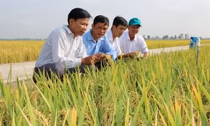 Đồng Tháp nhân rộng mô hình trồng lúa sạch, lúa hữu cơ