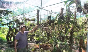 Chuyển đổi trồng phong lan thoát nghèo ở Bình Lục