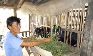 Tăng cường năng lực ứng phó và thích nghi cho người dân vùng ven biển ở Bến Tre