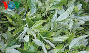 Đặc sản chè cổ thụ vùng cao Tà Xùa