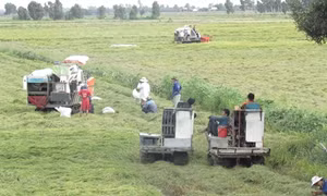 Nông dân Long An gặp nhiều khó khăn khi vào vụ lúa Đông Xuân