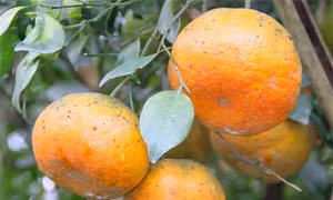 Ngọt thơm đặc sản cam bù Hương Sơn (Hà Tĩnh)