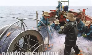 Nghệ An phát triển nghề khai thác biển