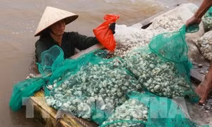 Kỹ thuật nuôi ngao