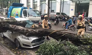 Mưa đầu mùa kèm gió mạnh làm đổ cây trên phố Phan Huy Chú (Hà Nội)