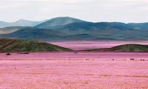 Kỳ diệu sa mạc Atacama biến thành thảm hoa rực rỡ
