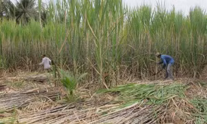 Vùng chuyên canh mía Cù Lao Dung tìm giải pháp phát triển bền vững