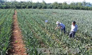 Giải pháp cho phát triển nông nghiệp bền vững